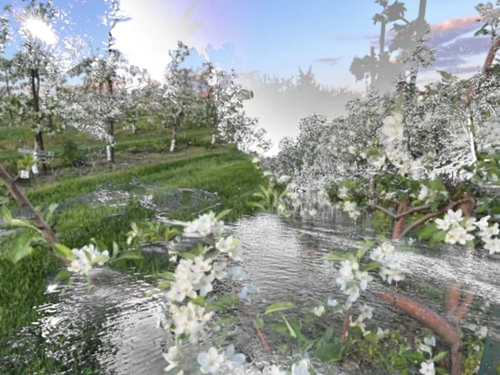 Blossom Reflection