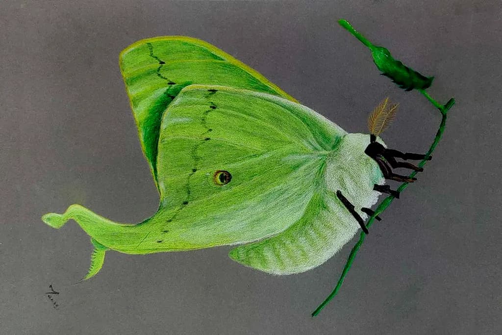 Verdant Moth