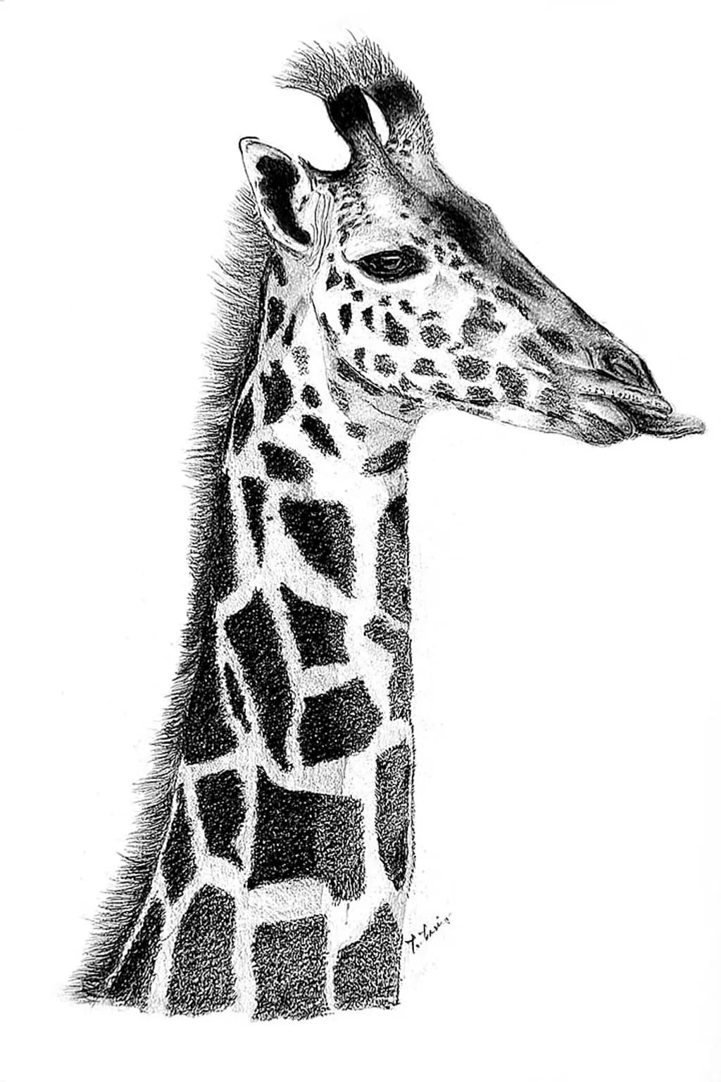 Giraffe Profile