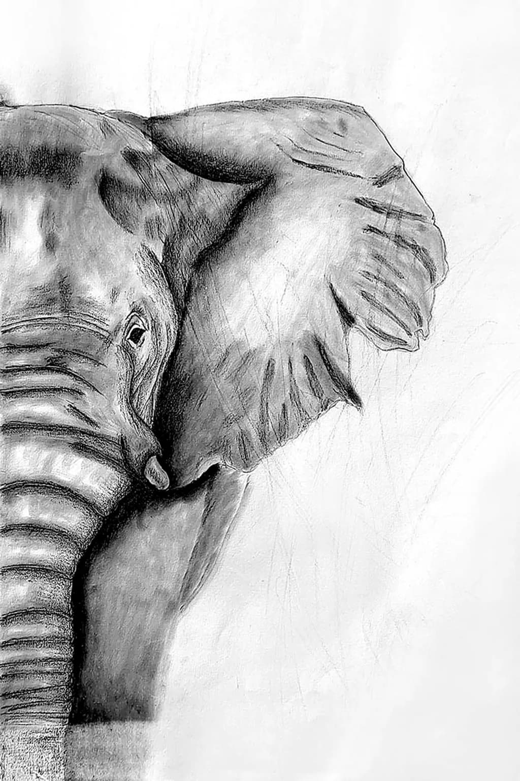 Elephant Gaze