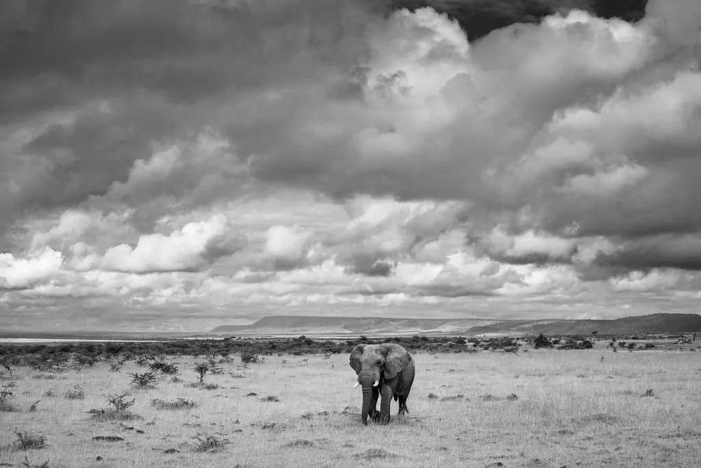 Elephant Landscape