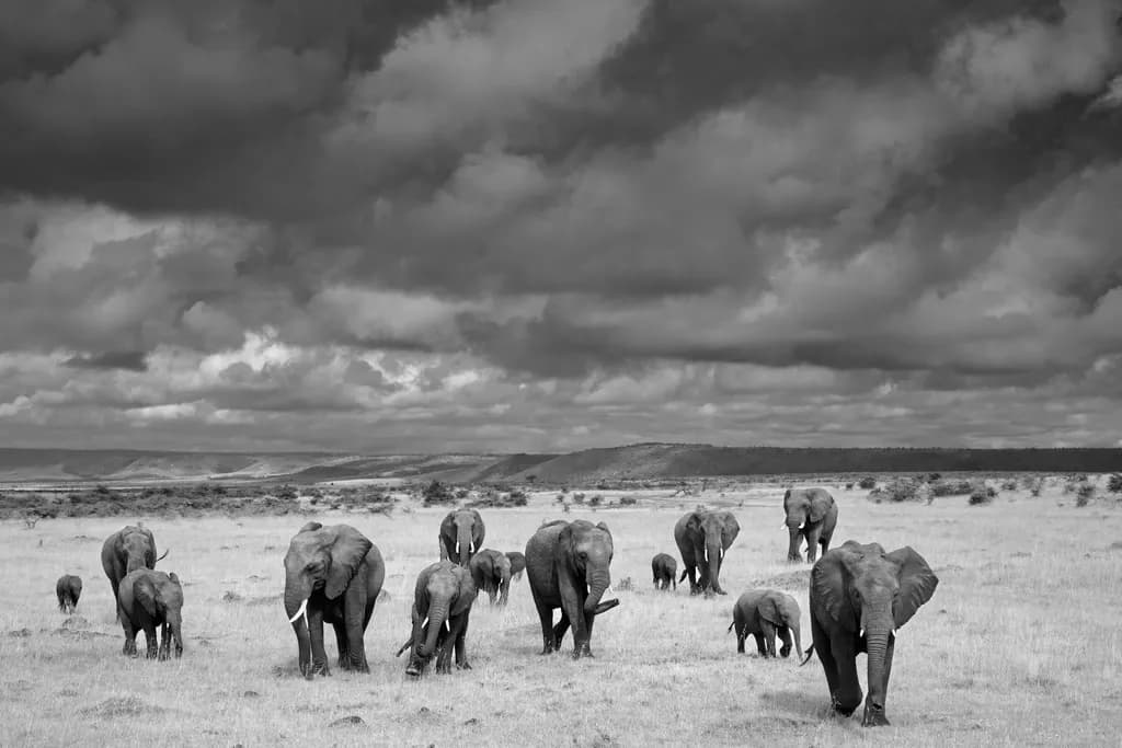 The Herd