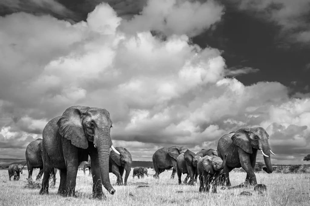 Elephant Family
