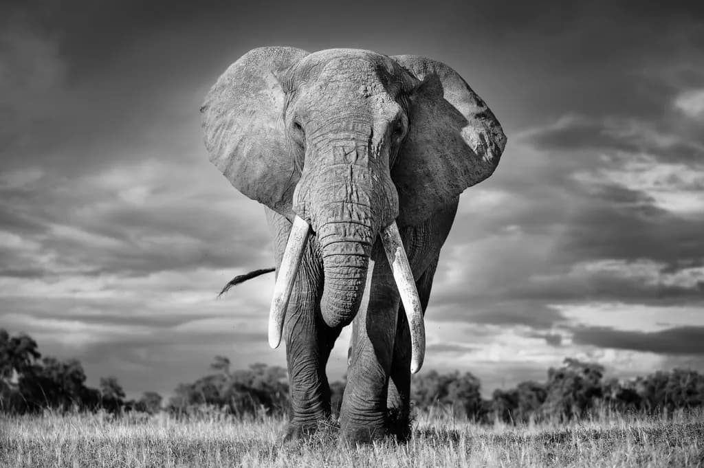 Majestic Tusker