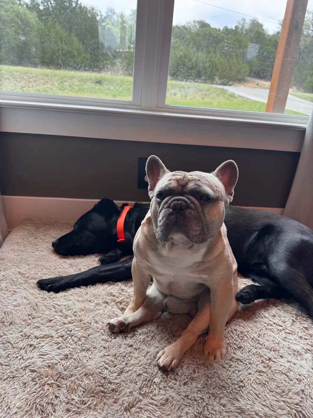 Quiet Companions