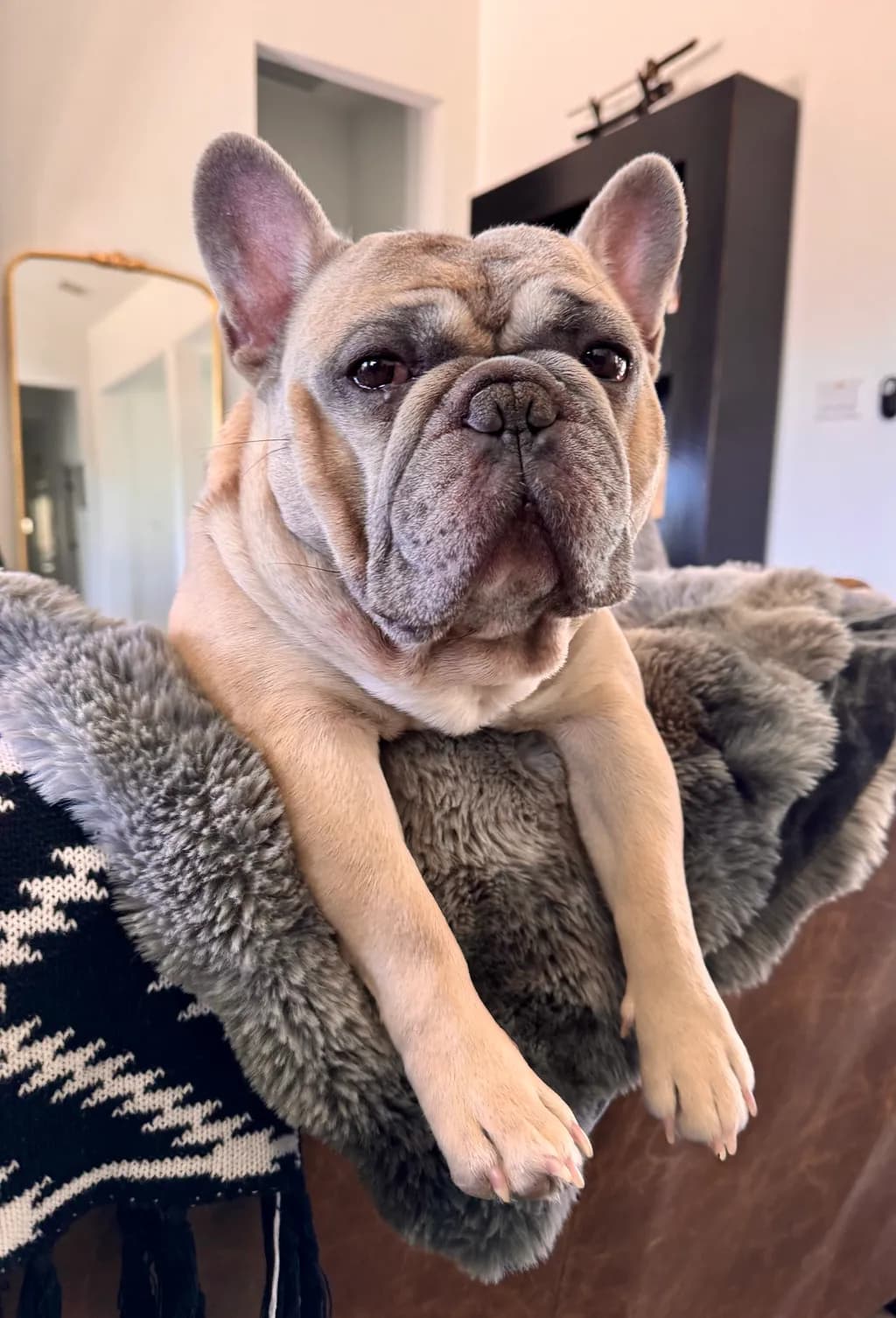 Pensive Frenchie