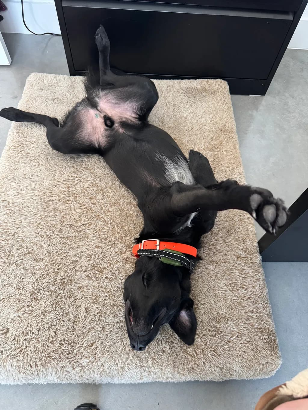 Relaxed Paws Up