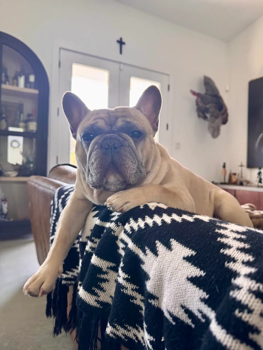 Cozy Bulldog Lounge