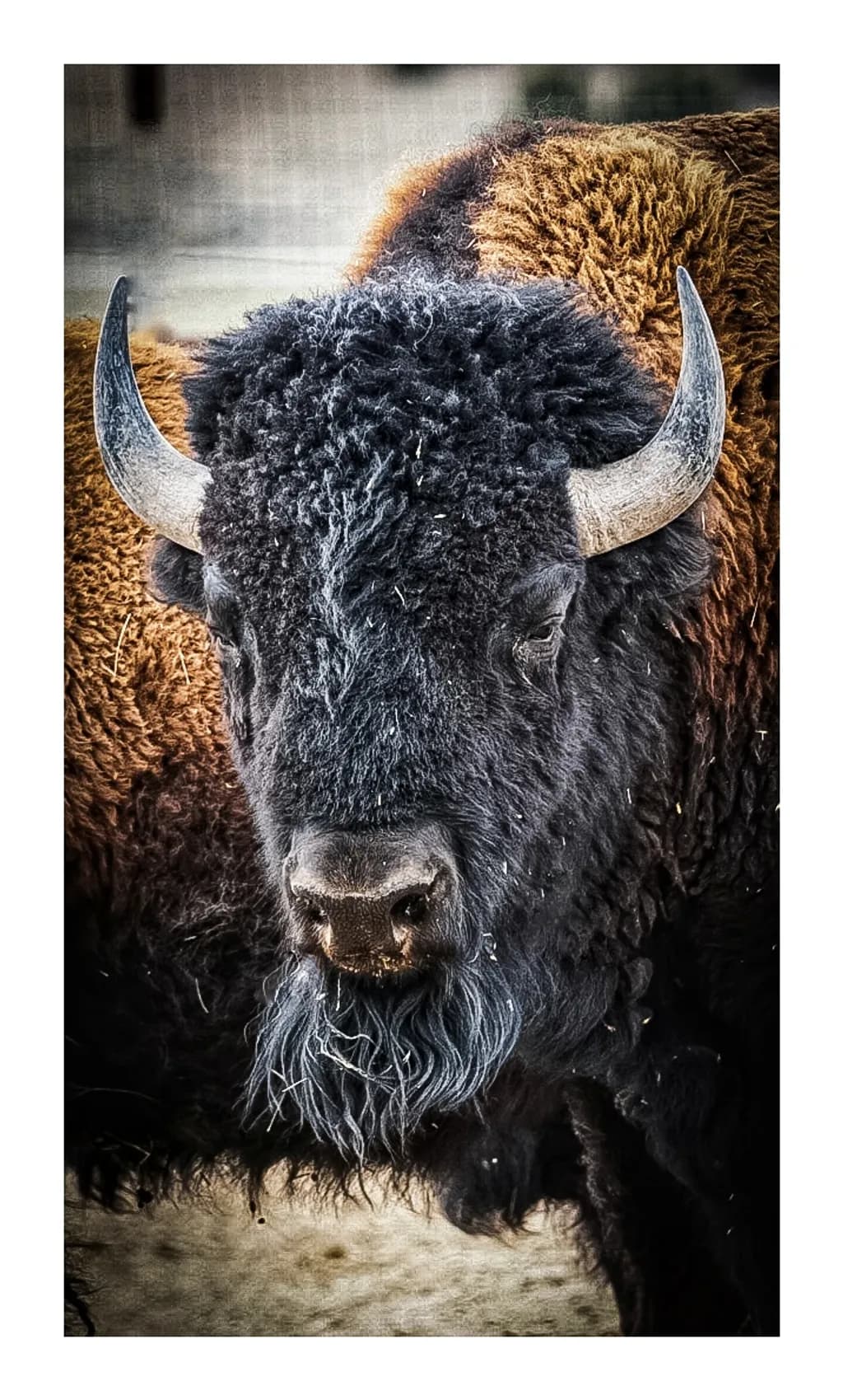 Mighty Bison Gaze