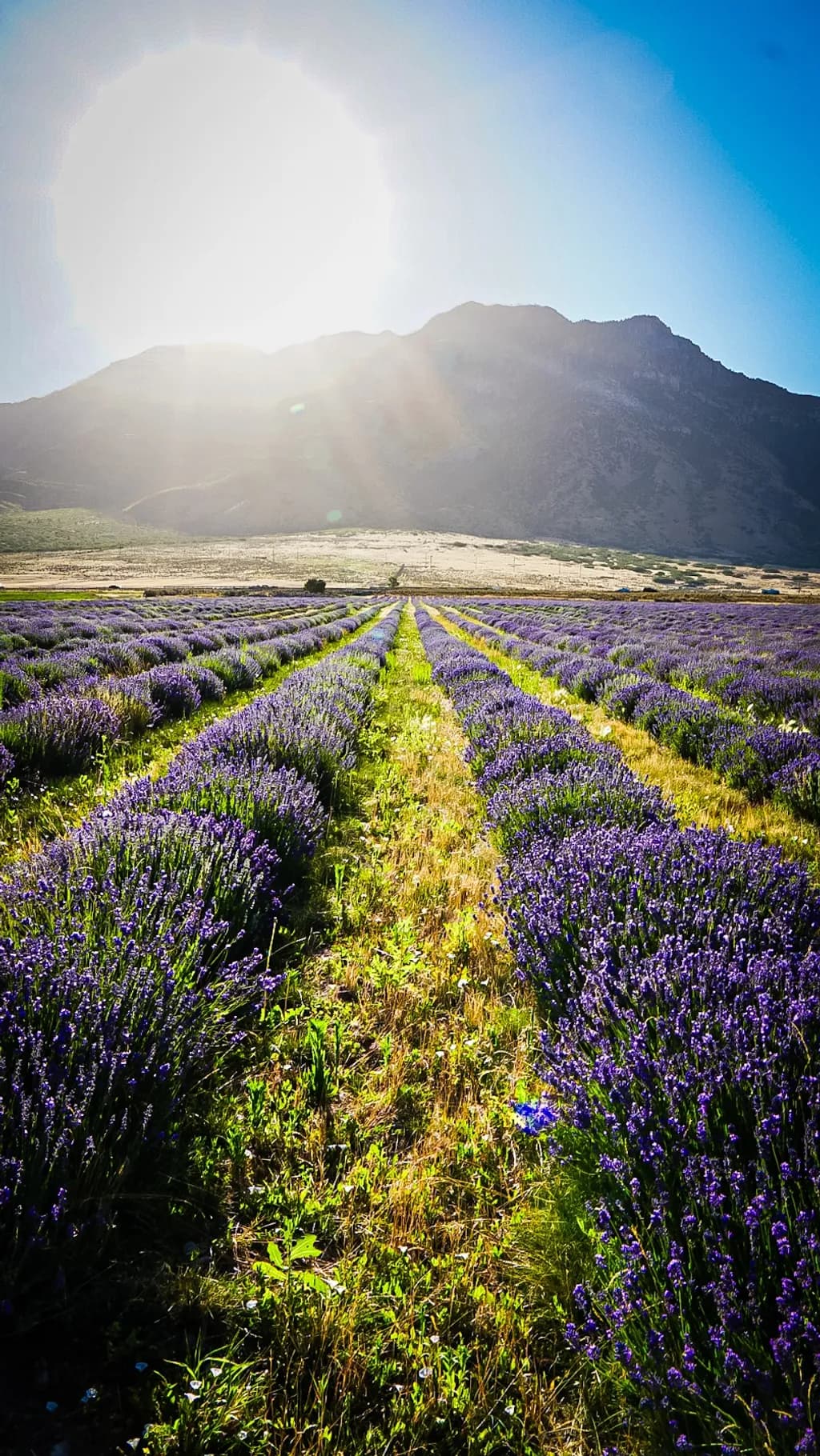 Lavender Sunrise