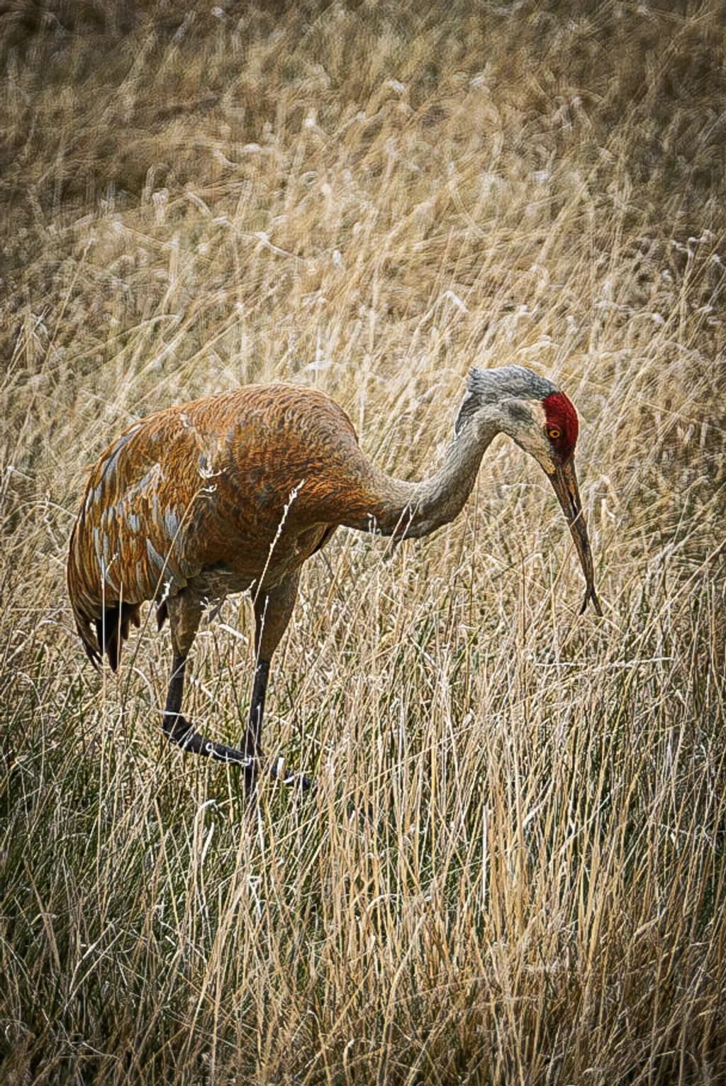 Sandhill Stalker