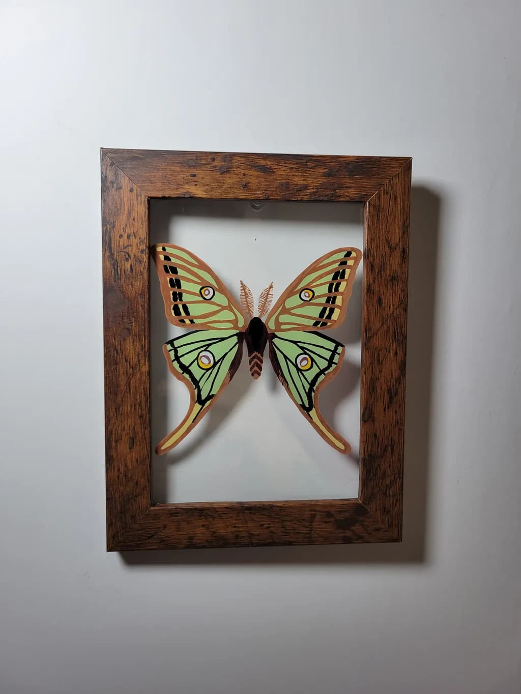 Framed Luna Moth