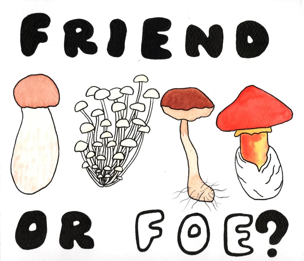 Friend or Foe?