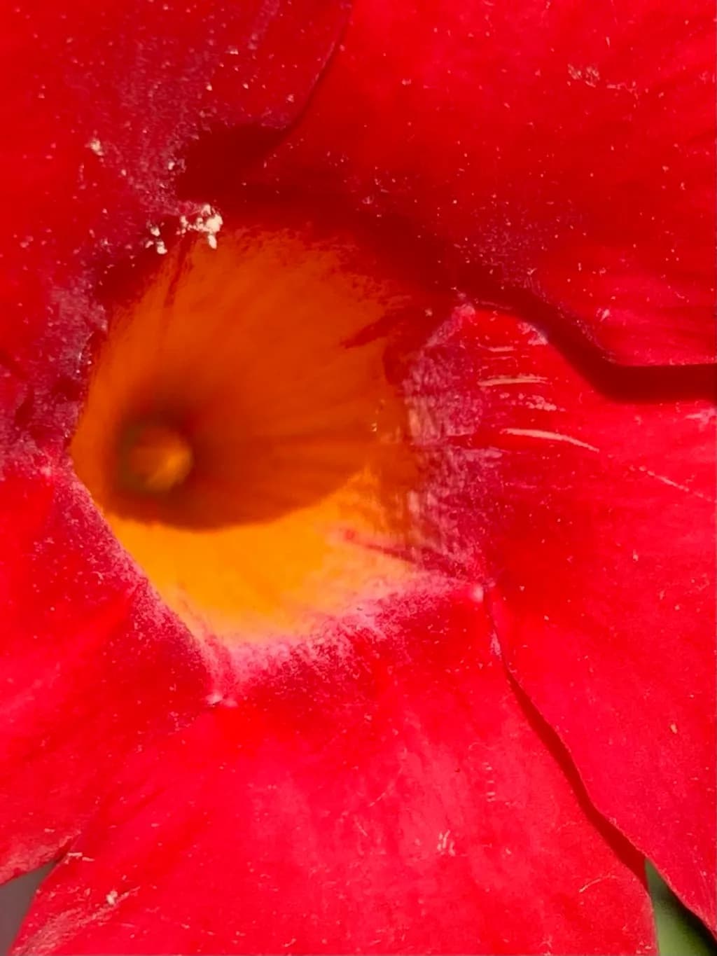 Solar Bloom