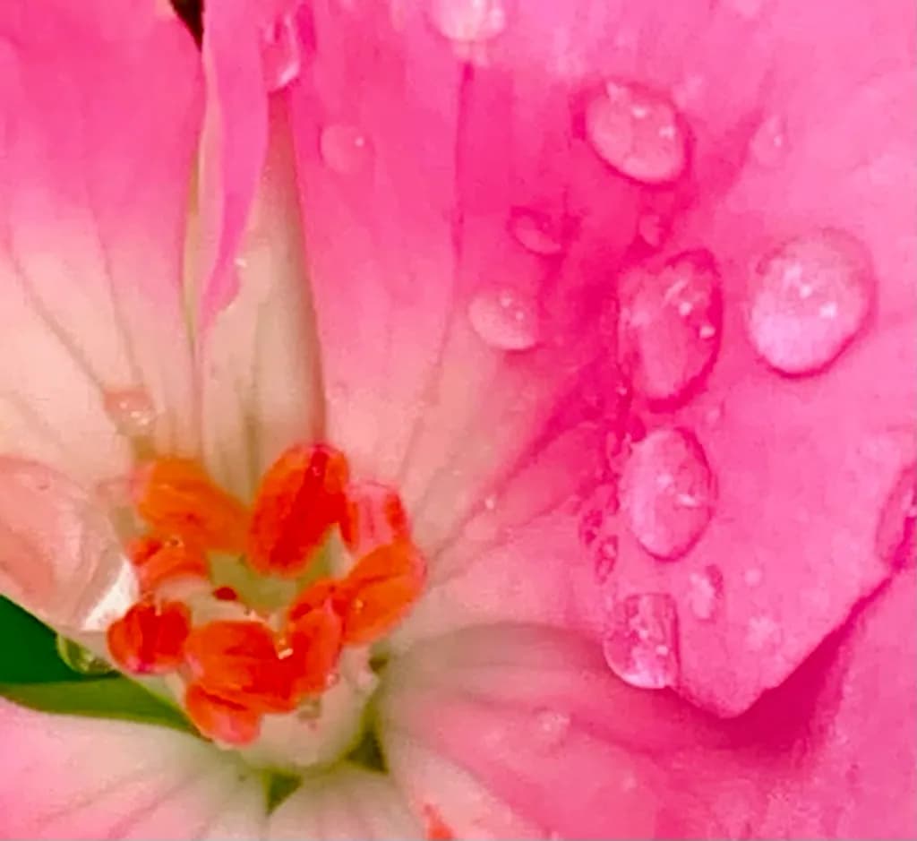 Spring dew