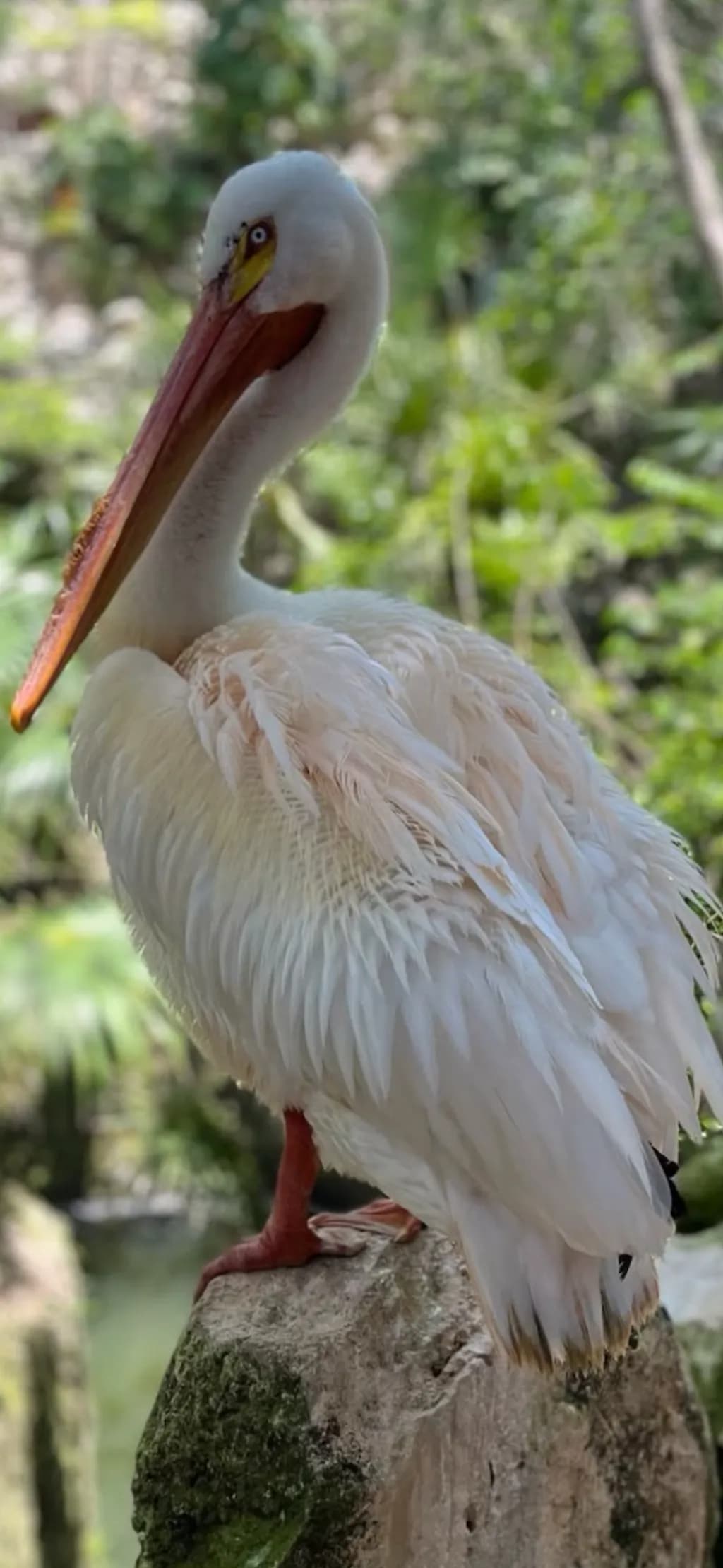 Stone Perch Pelican