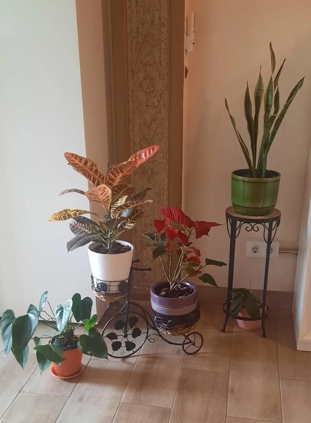 Indoor Greenery Display