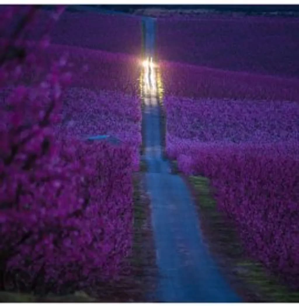 Lavender Lane