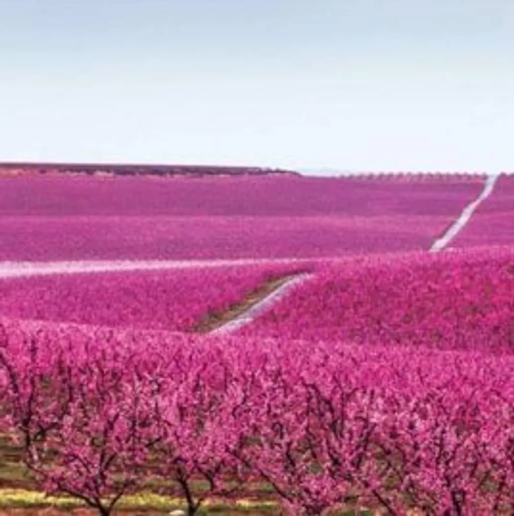 Pink Blossom Orchard