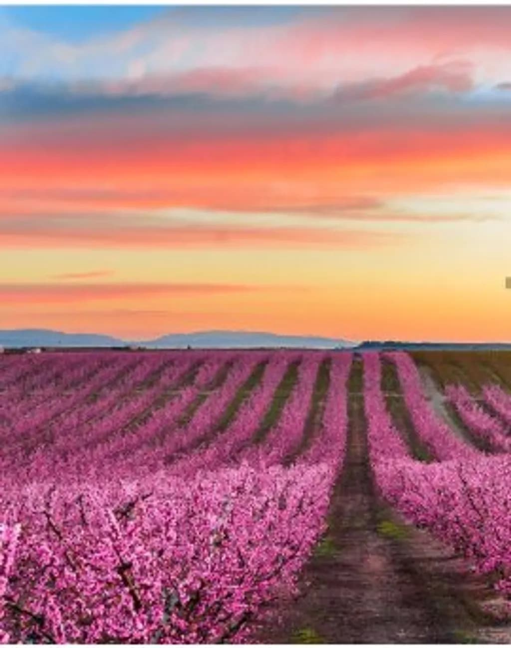 Pink Flower Field Sunset