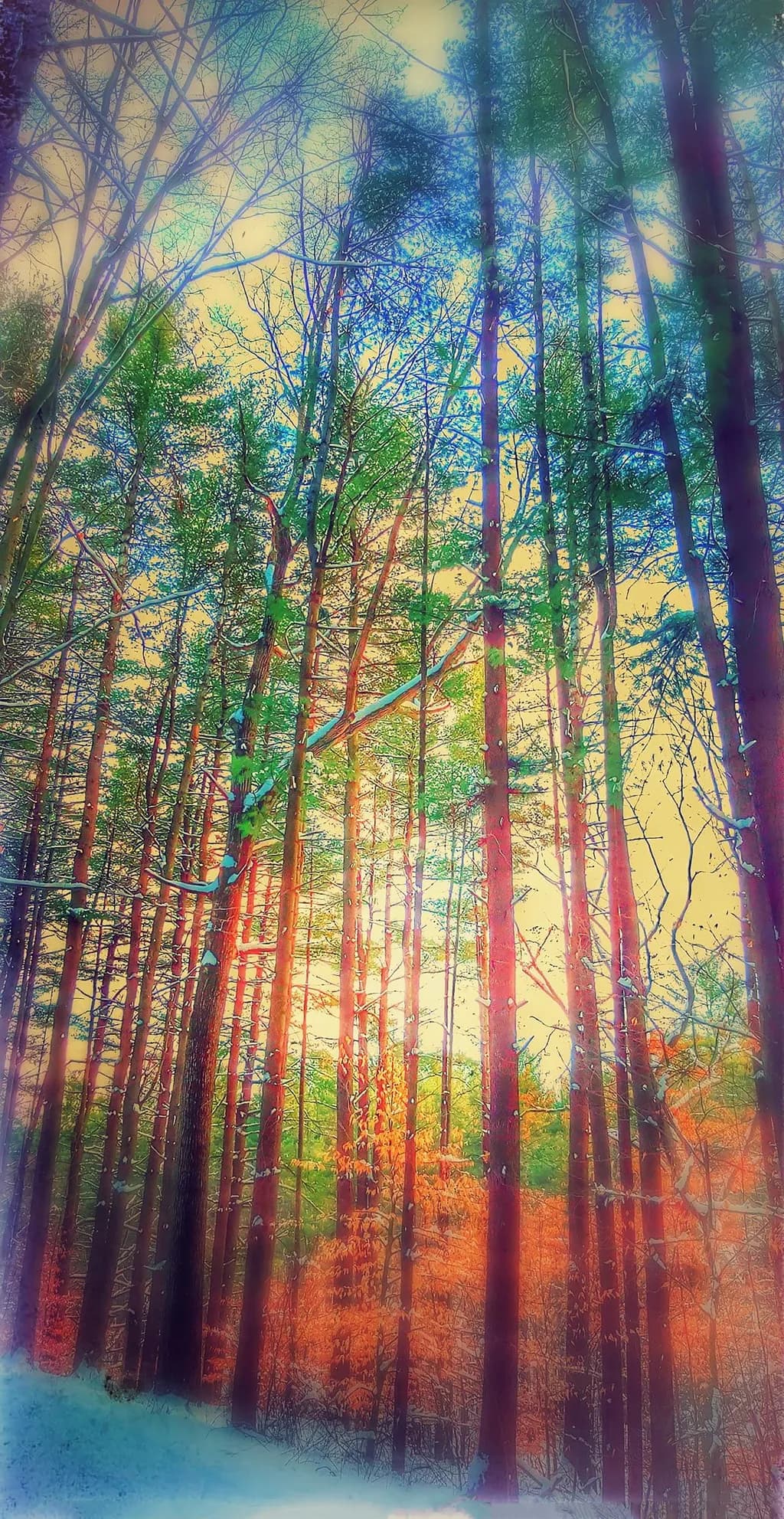 Time Zones Forest
