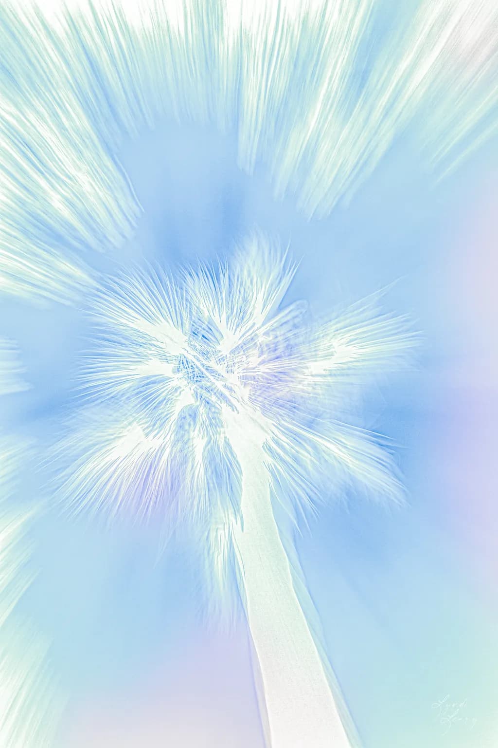 Spun Palm
