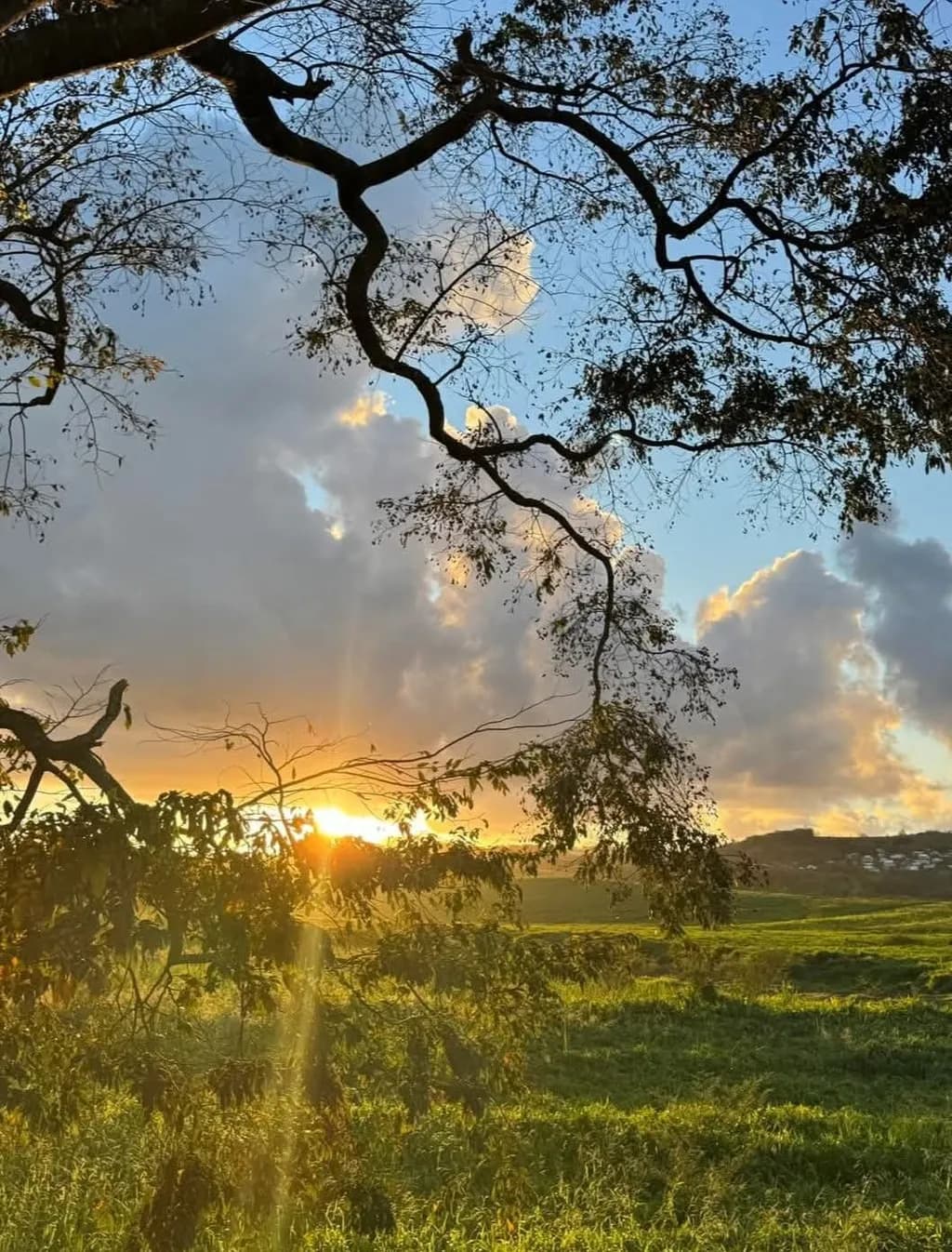 Golden Horizon Through Branches