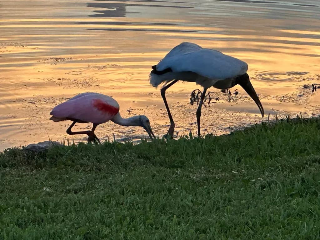 Twilight Foragers