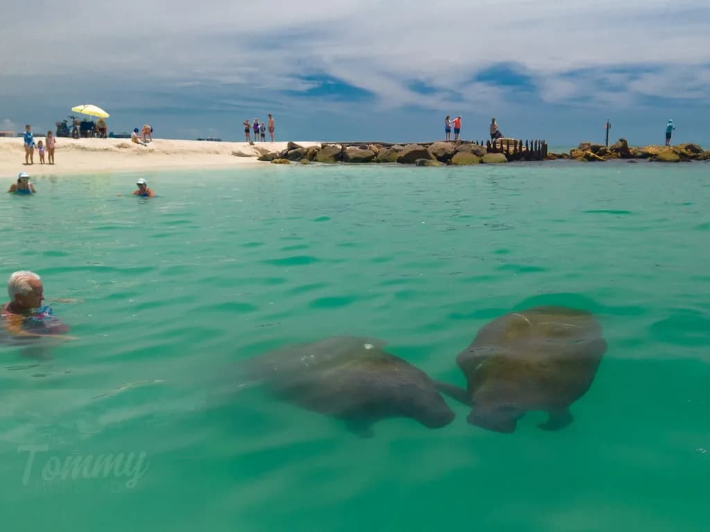 Manatees at the Shore