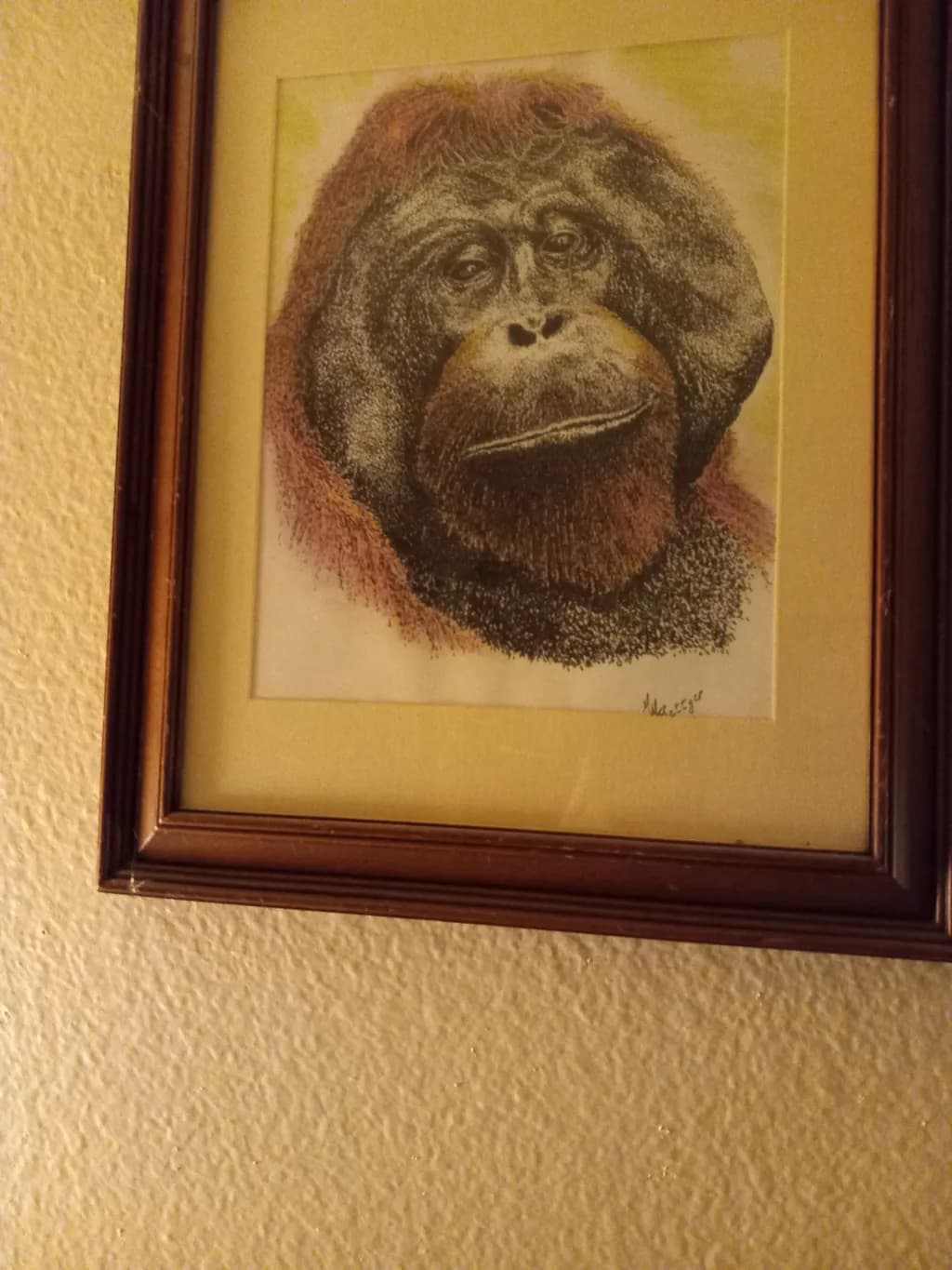 Contemplative Ape