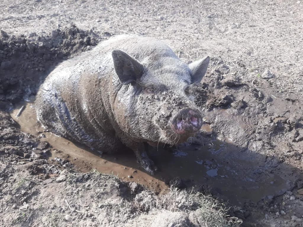 Mud Haven