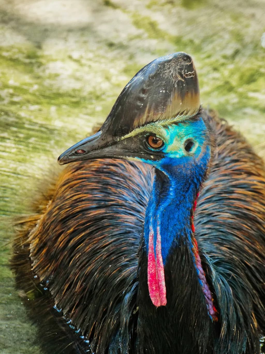 Cassowary Majesty