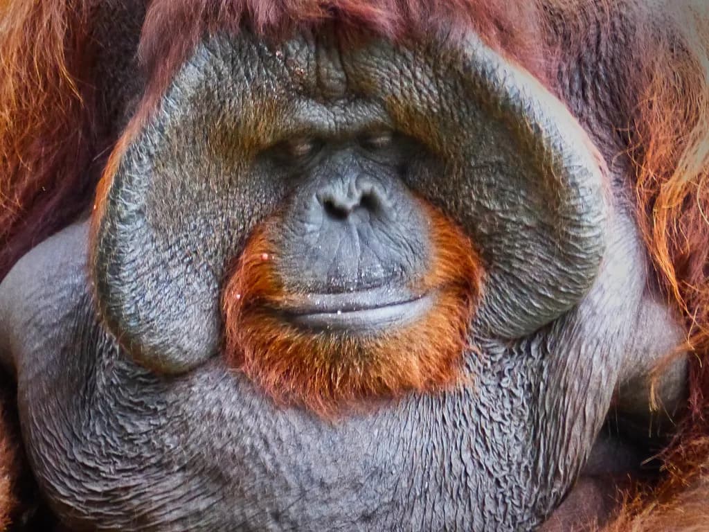 Contemplative Orangutan