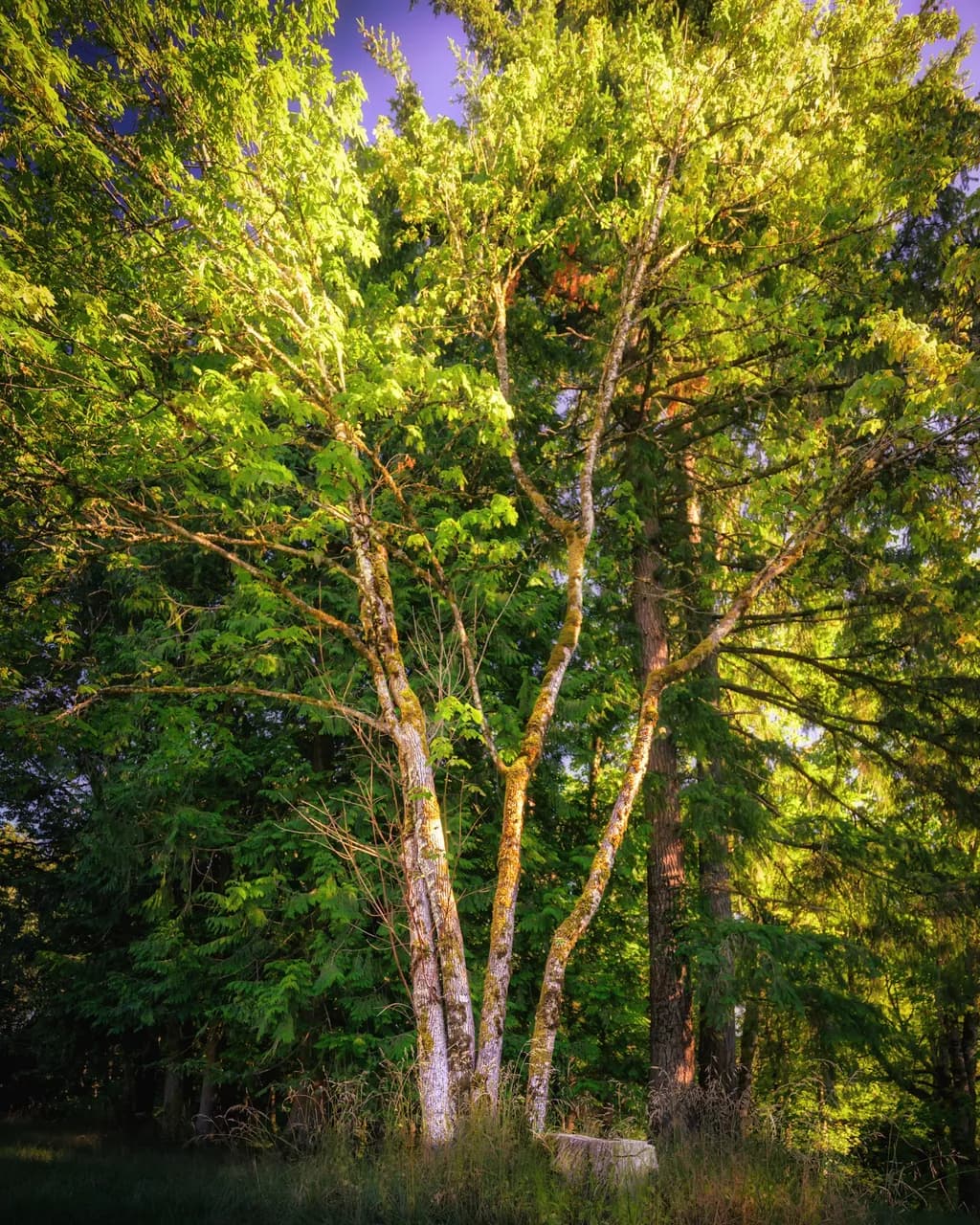 Sunlit Grove