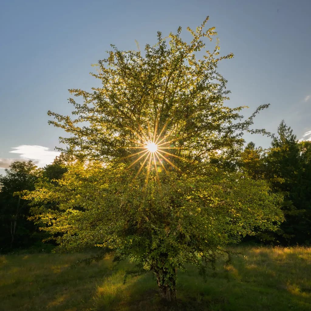 Center Sunburst Tree