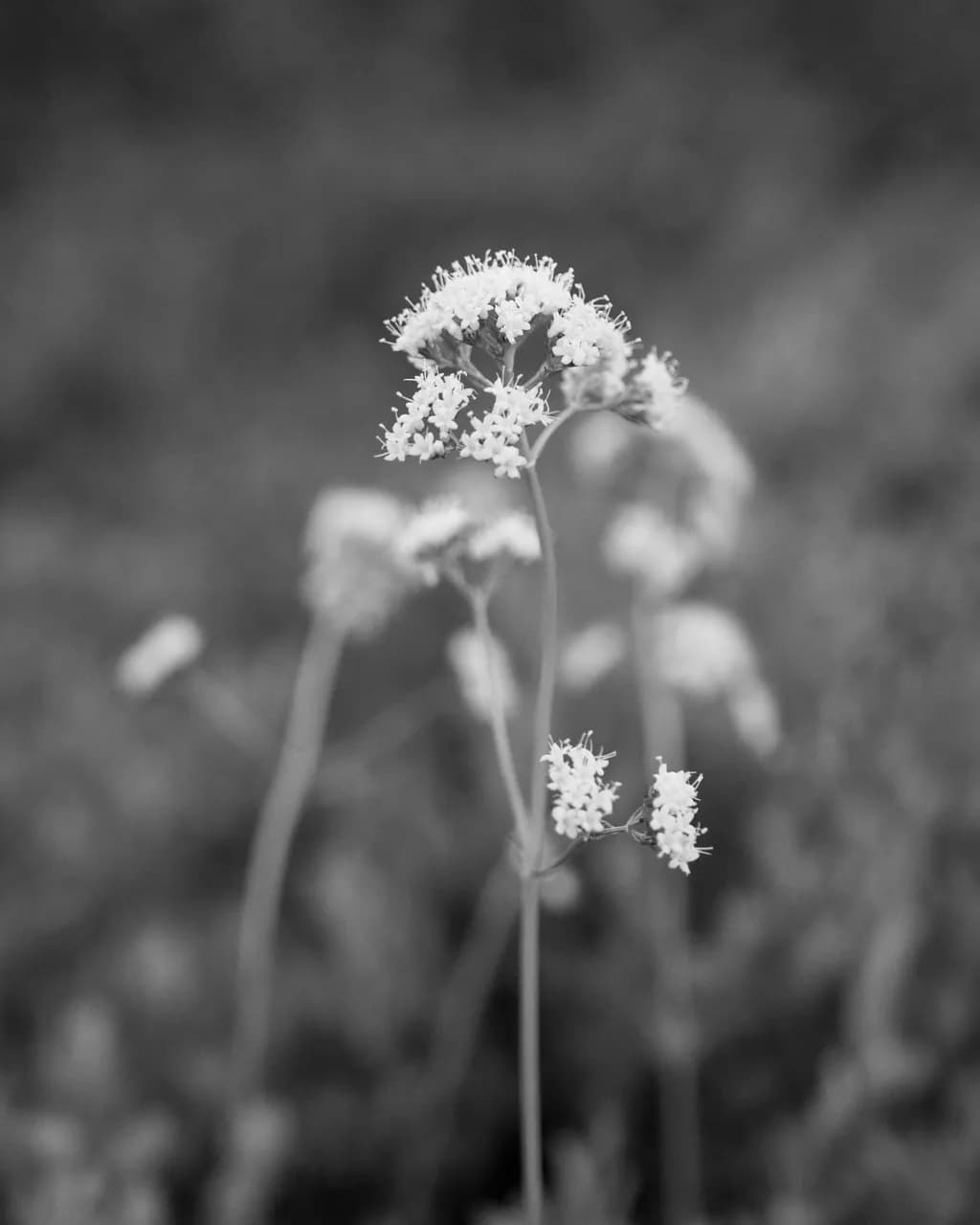 Delicate Bloom