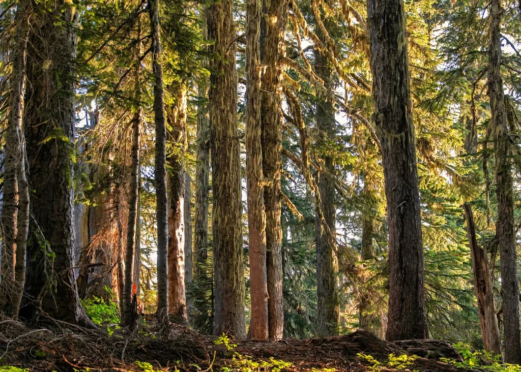 Sunlit Timberstand