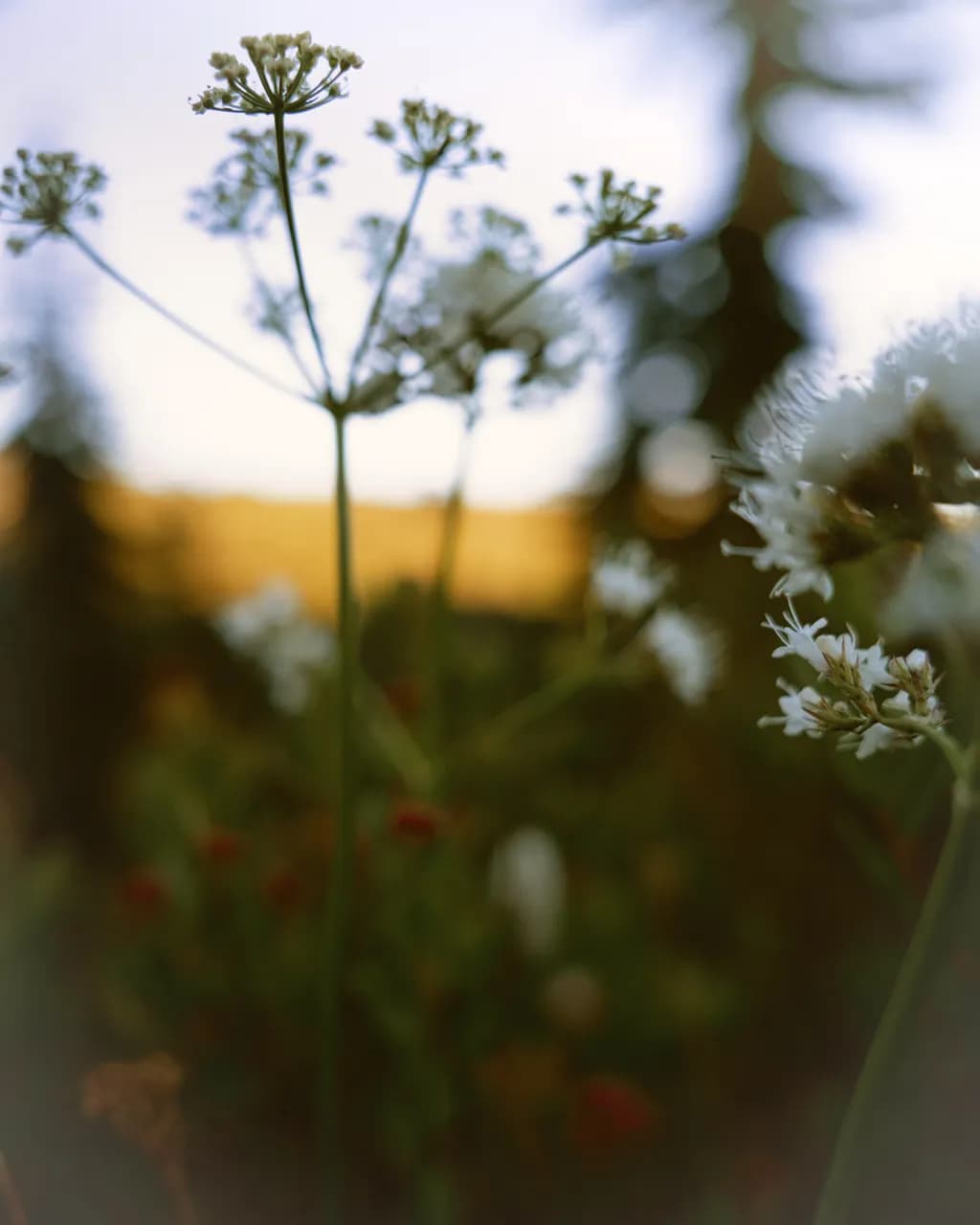 Dewlit Blooms