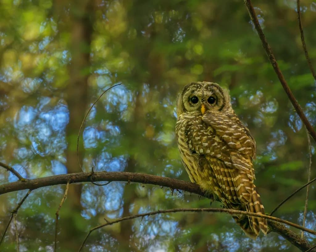 Forest Owl Perched