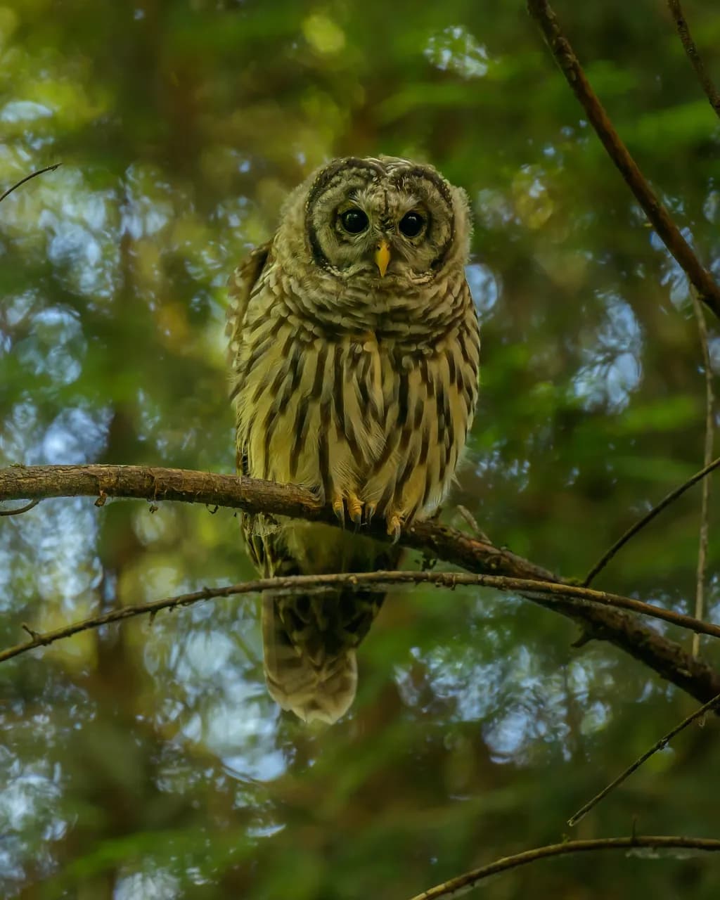 Barred Owl in Forest