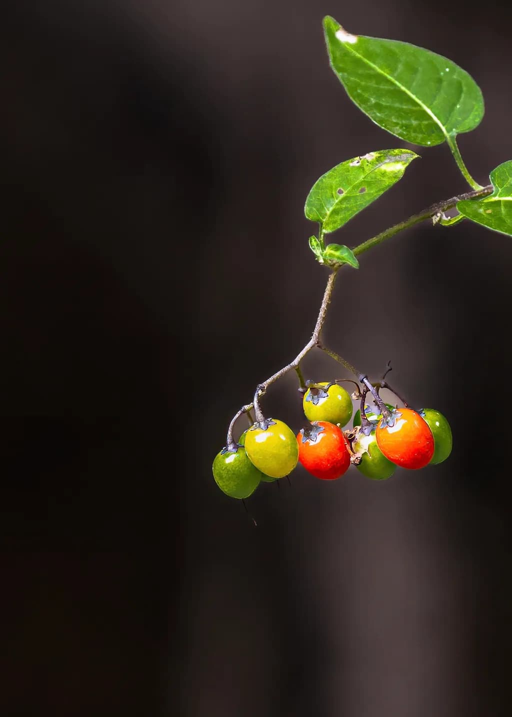 Green and Red Berries