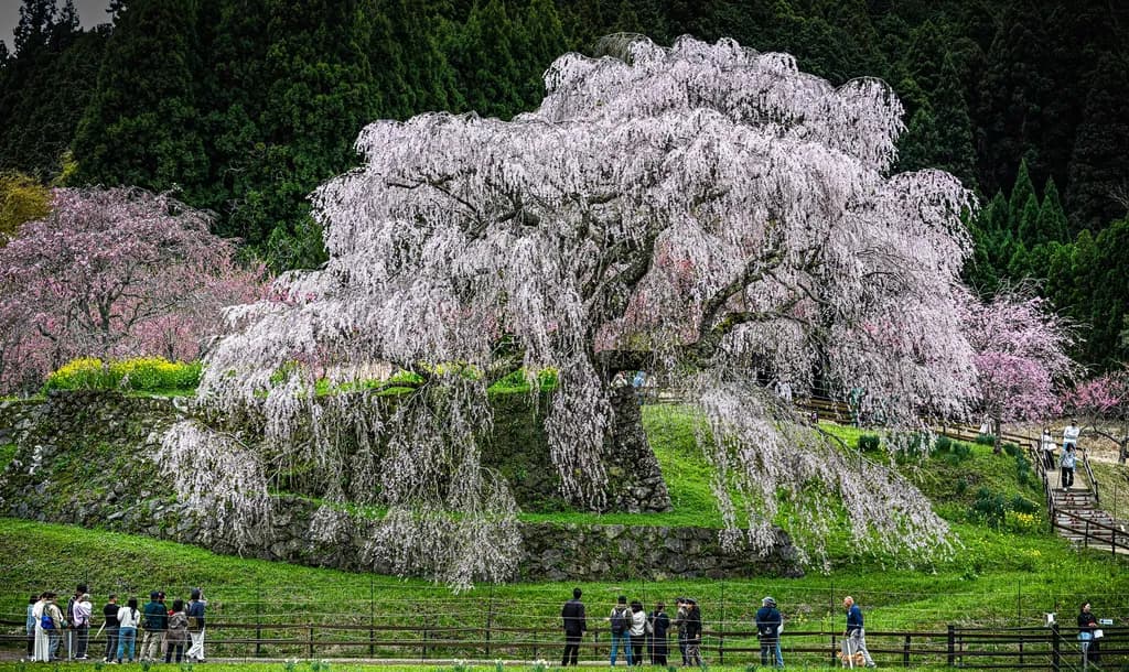 Kyoto Cherry Blossom Tree