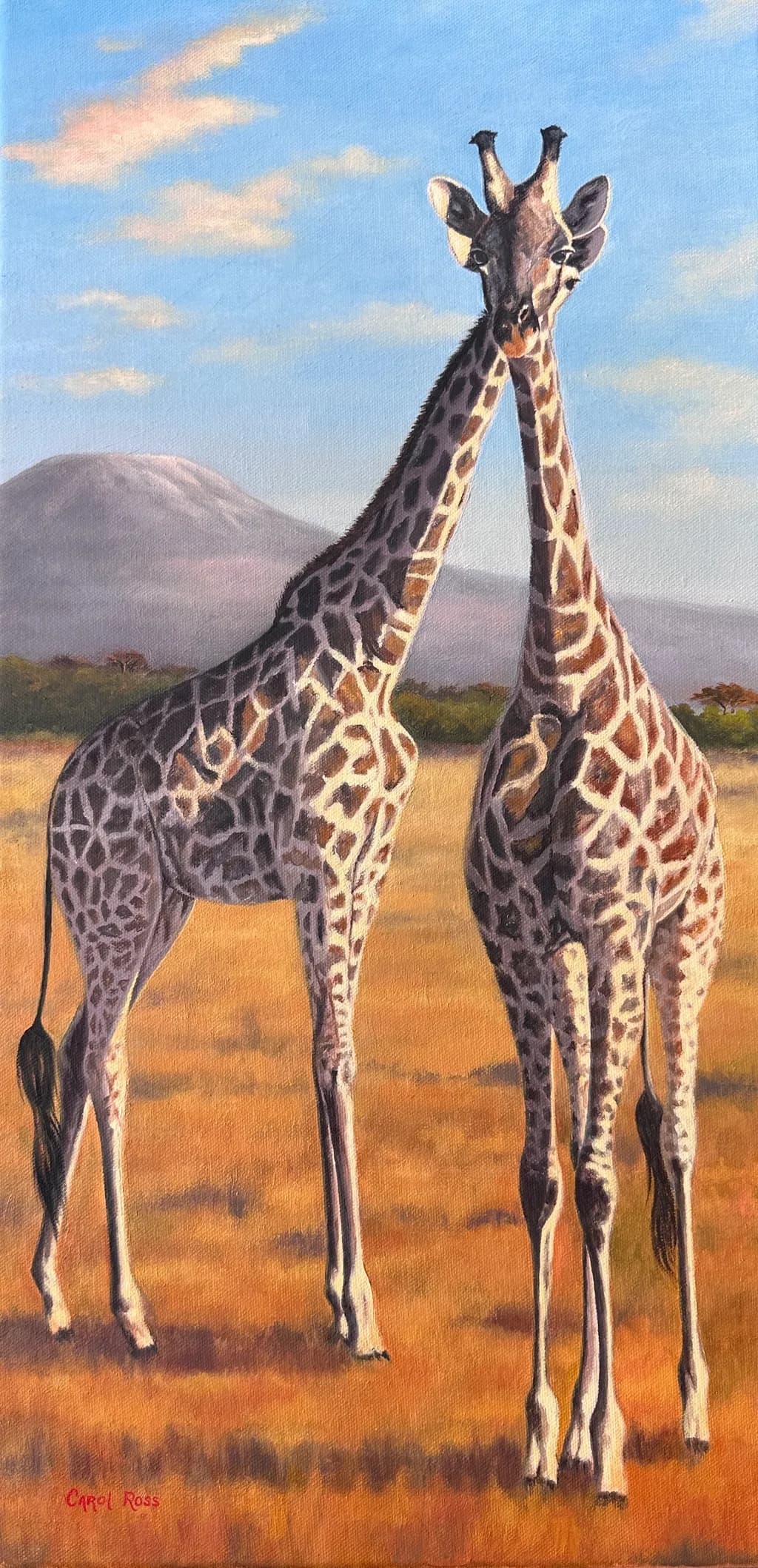 Savannah Giraffes