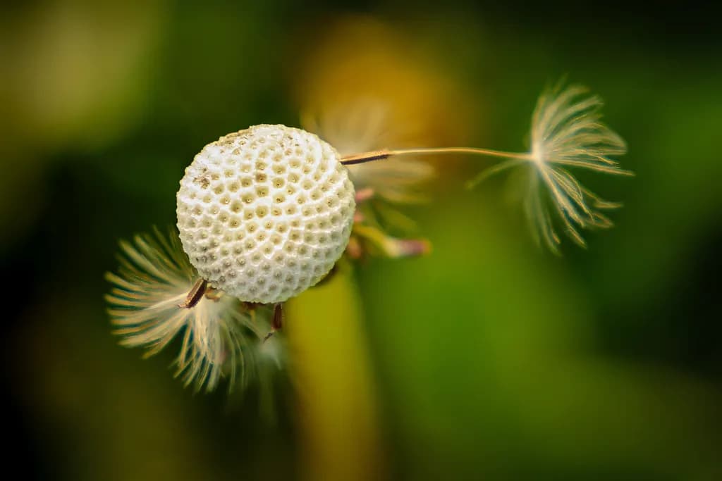 Dandelion Release