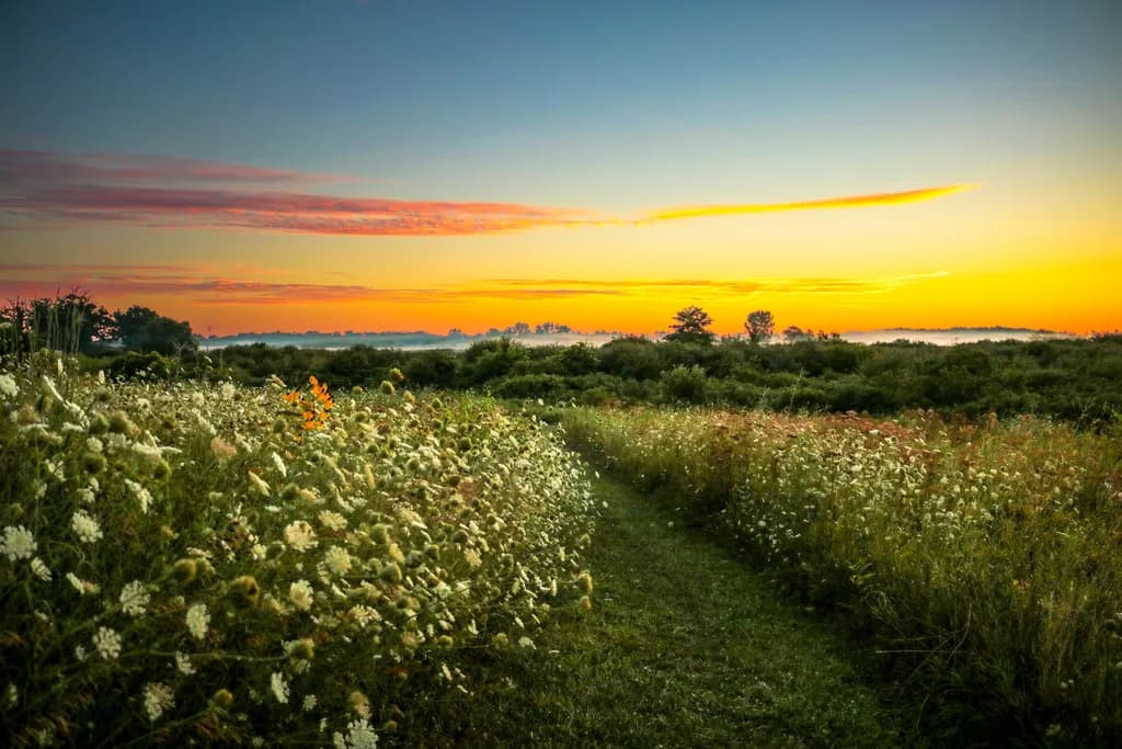 Wildflower Path