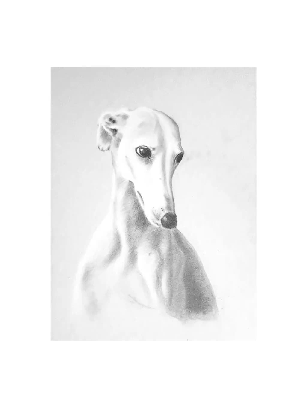 Greyhound Portrait