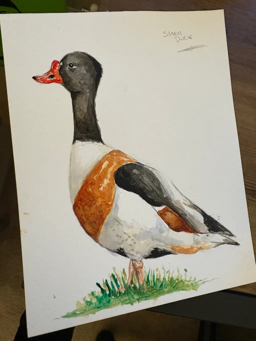 Shelduck Profile