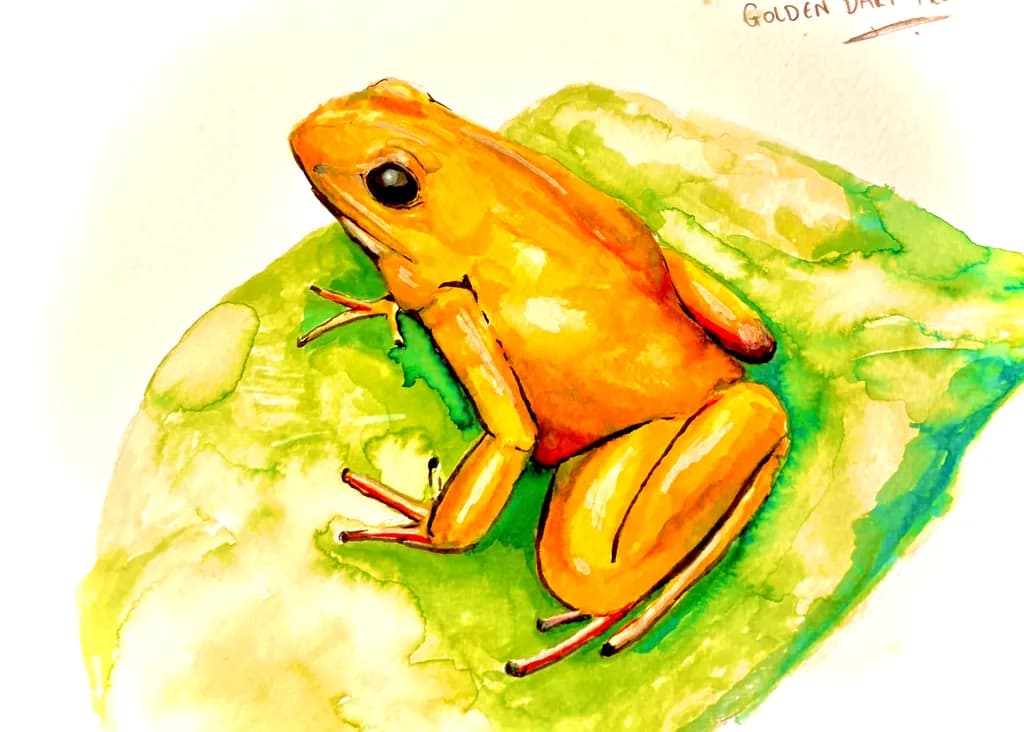 Golden Dart Frog