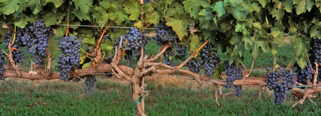 Vine Branches