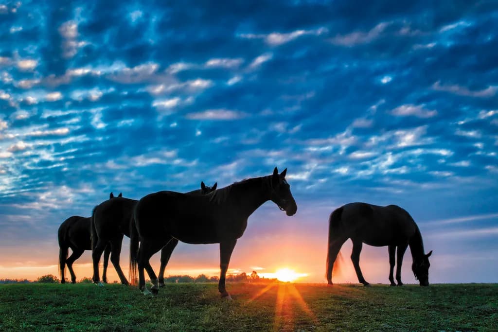 Horse Sunset